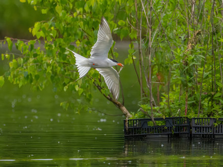 Common Tern in flight, gracefully capturing a fish in its beak.の写真素材