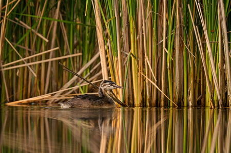A Great Crested Grebe gracefully gliding on the tranquil water, with a backdrop of majestic trees.A Great Crested Grebe gracefully gliding on the tranquil water, with a backdrop of majestic trees.の写真素材