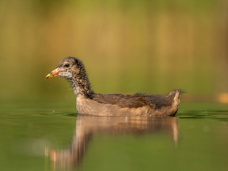 A young Common Moorhen peacefully floats on the water, surrounded by a lush green background.の写真素材