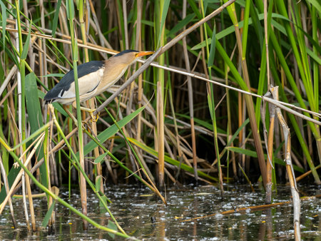 Little Bittern perched on a reed stem near the water, blending seamlessly with the surrounding greenery, showcasing its natural camouflageの写真素材