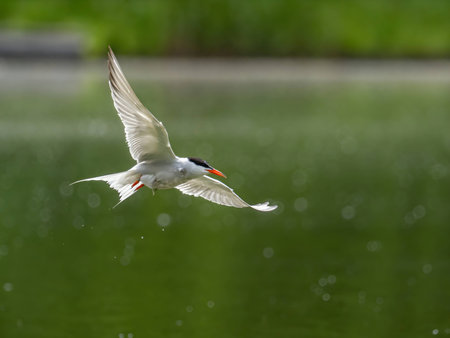 A Common Tern gracefully gliding through the air above the shimmering water, its wings outstretched...