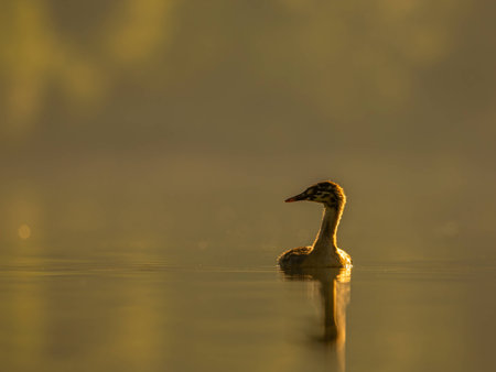 A young Great Crested Grebe peacefully floats on the water, illuminated by the warm hues of the setting sun.の写真素材