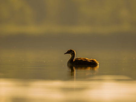A young Great Crested Grebe peacefully floats on the water, illuminated by the warm hues of the setting sun.の写真素材