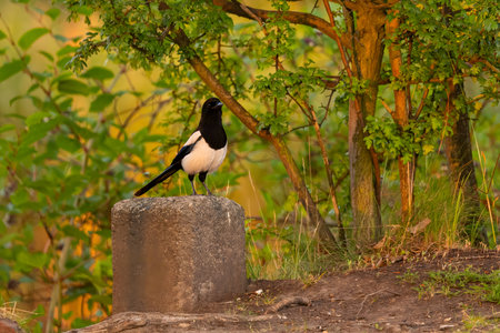 An elegant Eurasian Magpie perches confidently on a stone, its black and white plumage contrasting beautifully with the lush greenery in the background.の写真素材