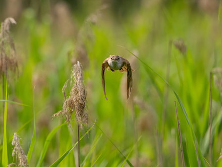 Great Reed Warbler taking flight with its wings gracefully folded.の写真素材