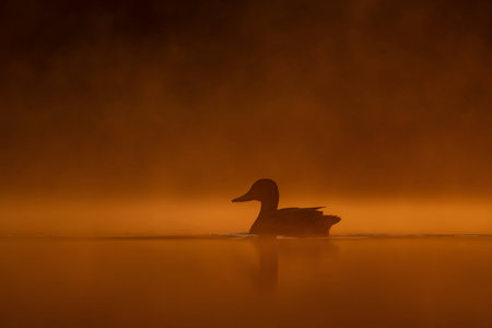 A wild duck glides on sunset-kissed waters, surrounded by the mesmerizing hues of orange. Serena beauty in perfect harmony.の写真素材