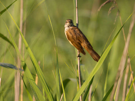 The Great Reed Warbler sits on tall grass, camouflaged among the surrounding vegetation.の写真素材