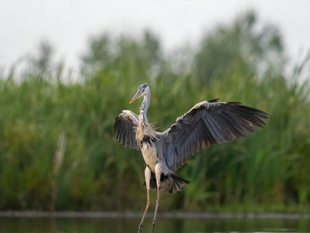 A magnificent Gray Heron spreads its wings and takes flight, gracefully soaring above the lush green plants that form the backdrop of its natural habitat.の写真素材