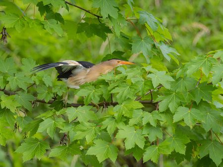 Little Bittern perched on a branch, its vibrant feathers beautifully contrasting against the lush green maple leaves.の写真素材