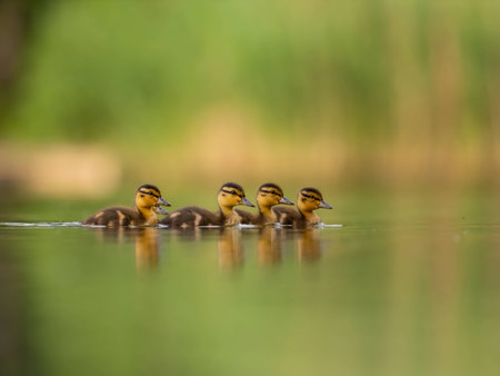 A heartwarming sight - young ducklings following their mother, joyfully swimming on calm waters surrounded by lush greenery. A picture of nature's beauty.の写真素材