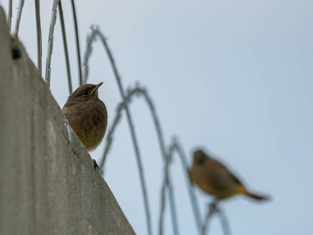 The resilient Black Redstart perches confidently on razor wire, its crimson tail contrasting against the clear blue sky, a symbol of adaptability and strength.の写真素材