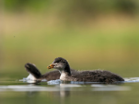 A serene scene unfolds as a wild duck gracefully floats on calm water amidst lush green surroundings. Nature's tranquility at its finest.の写真素材