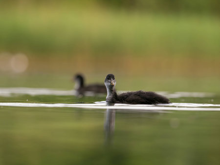 A serene scene unfolds as a wild duck gracefully floats on calm water amidst lush green surroundings. Nature's tranquility at its finest.の写真素材