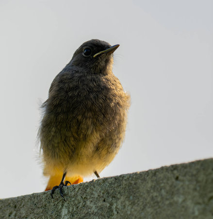 The Black Redstart, a striking bird with its black plumage, stands out against the vast expanse of the sky, adding a touch of beauty to the natural canvas.の写真素材