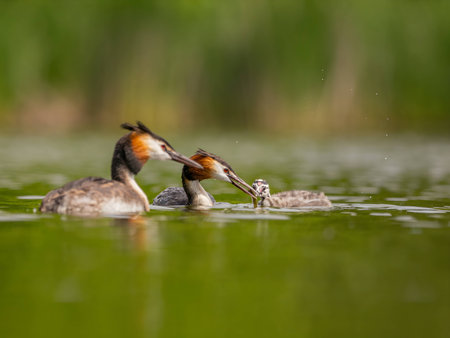 Two Great Crested Grebes, accompanied by their young one, glide gracefully on the water's surface,...
