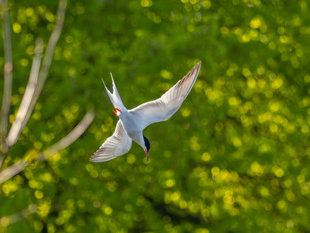 The Common Tern soars gracefully through the sky, captured in an aerial view against a lush green...