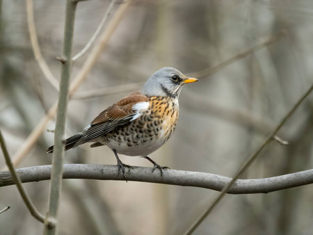 Fieldfare gracefully perched on a branch, with a softly blurred background adding to its natural beauty.の写真素材