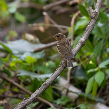 Captivating close-up of a European robin on a branch, with a beautifully blurred background.