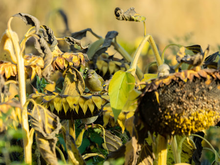 European greenfinch perched on sunflowers in autumn scenery.の写真素材