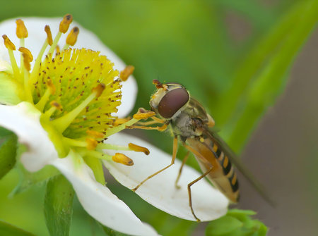 A captivating close-up photo of a Marmalade hoverfly gracefully collecting pollen from a white...