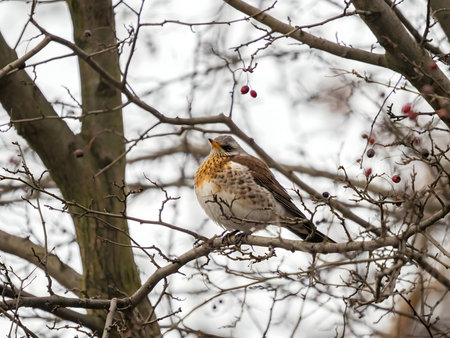 Fieldfare gracefully perched on a branch, with a softly blurred background adding to its natural...