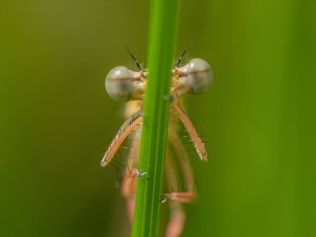 A magnificent dragonfly perches gracefully on a vibrant green leaf, its iridescent wings reflecting...