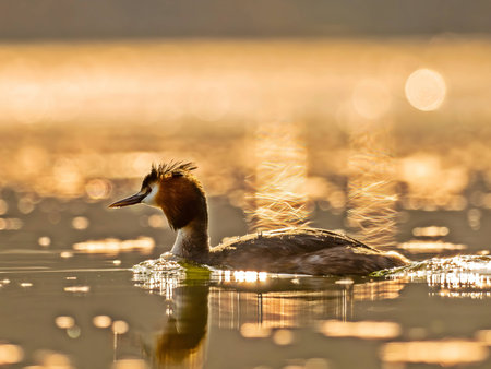 The Great Crested Grebe glides gracefully on the water, its feathers shimmering in the warm glow of the setting sun.の写真素材