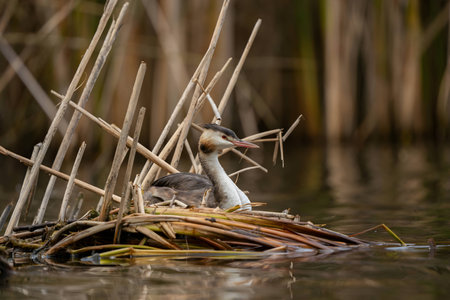 The majestic Great Crested Grebe stands proudly on the breeding ground amidst the serene waters, its striking plumage captivating the eye.の写真素材