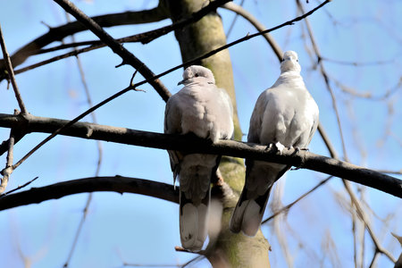 Two Eurasian collared doves perched gracefully on a tree branch, their plumage blending harmoniously with the surrounding greenery.の写真素材