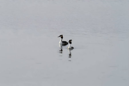 Close-up photo of a male and female Great Crested Grebe together on the water. (75 characters)