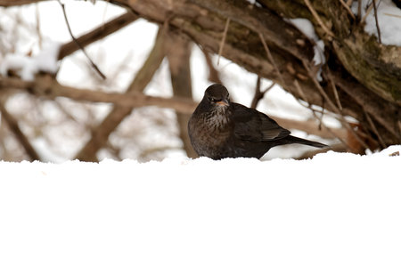Amidst the winter snow, a young Common blackbird stands gracefully, its dark plumage contrasting against the white landscape, creating a picturesque scene.の写真素材