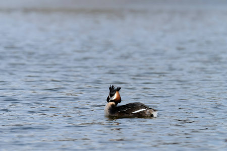 Close-up photo of a male and female Great Crested Grebe together on the water. (75 characters)の写真素材