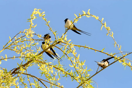 Barn swallow gracefully perched on a vibrant green branch, its wings spread wide, framed by the vast blue sky and surrounded by nature's beauty.の写真素材