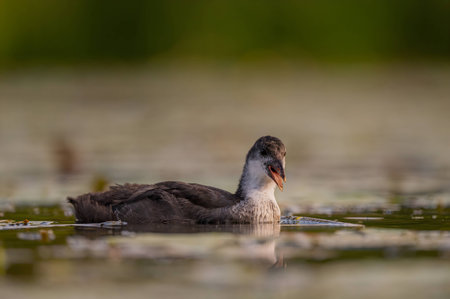 A baby Common Moorhen gracefully glides on the water, with beautifully captured reflections and...