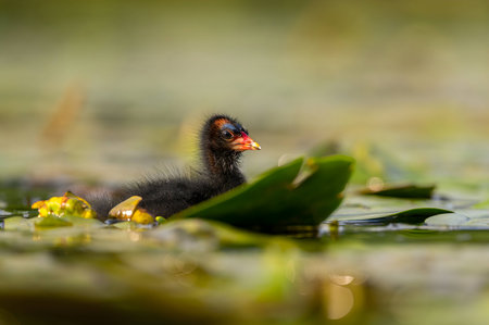 A baby Common Moorhen gracefully glides on the water, with beautifully captured reflections and blurred vegetation in the background.の写真素材