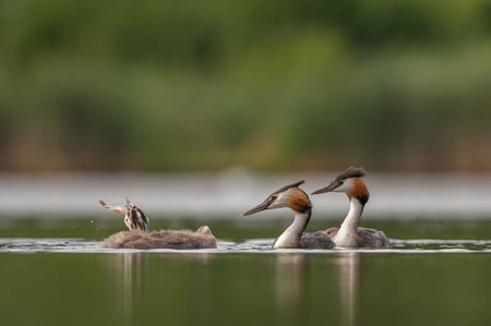 Great Crested Grebe eating a fish in its beak, with blurred greenery and sheet of water in the background.Wildlife photo!の写真素材