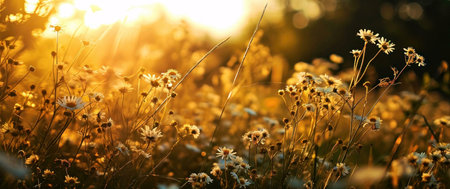 sunset in the fieldの素材