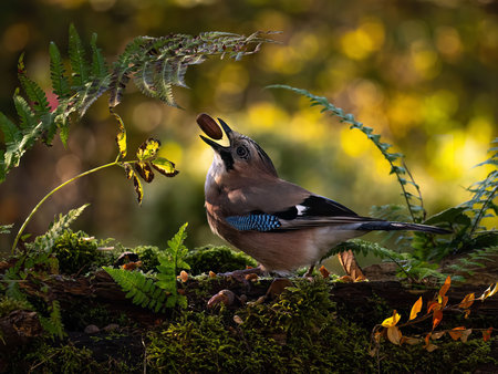 A Eurasian Jay perches on a mossy log, capturing a nut. Autumn colors illuminate the forest scene.の写真素材