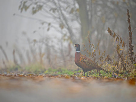 A single pheasant stands in a misty autumnal woodland, its vibrant plumage contrasting with the muted background.の写真素材