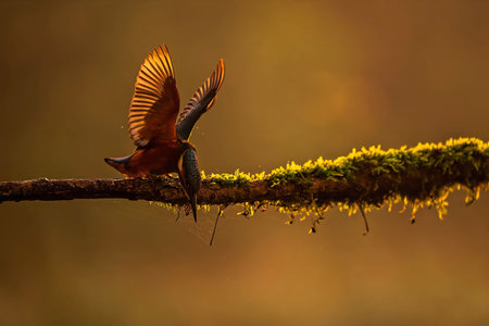 Kingfisher in flight at sunset. Golden light bathes the bird and branch.