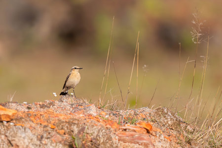 A small whimbrel bird stands on a rocky outcrop, surrounded by tall grass in a natural setting. The...