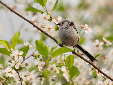 A long-tailed tit rests on a branch covered in delicate white blossoms. Springtime nature scene.の写真素材