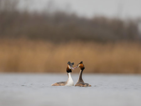 Two Great Crested Grebes showcasing affection on a tranquil lake. A serene moment captured in...