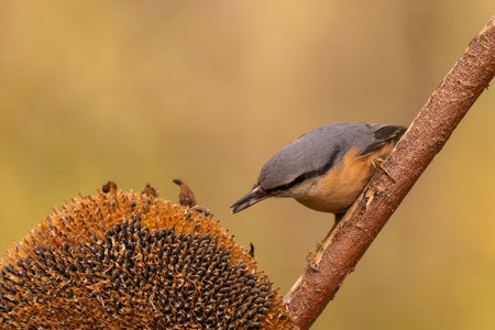 A nuthatch perched on a branch of a dried sunflower, preparing to eat its seeds.の写真素材