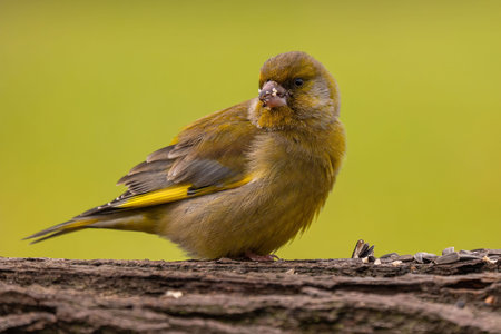 Close-up of a greenfinch perched on a log, surrounded by seeds. The bird's plumage is beautifully...