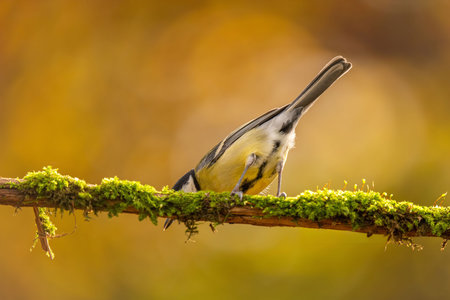 A Great Tit perched on a mossy branch, bathed in the warm light of autumn. The background is beautifully blurred.の写真素材