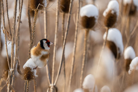 A goldfinch perches on a snow-covered thistle in a winter scene. The bird's vibrant colors contrast with the muted tones of the snowy landscape.の写真素材