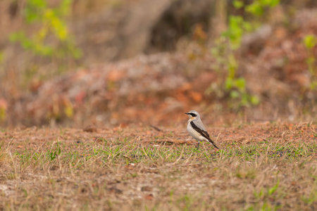 A stunning image of a Northern Wheatear in its natural environment.