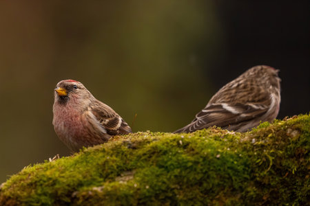 Two common redpolls perched on a mossy log. Beautiful wildlife photography.