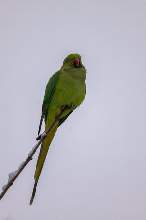 A vibrant green parakeet rests on a snow-covered branch against a stark white background.